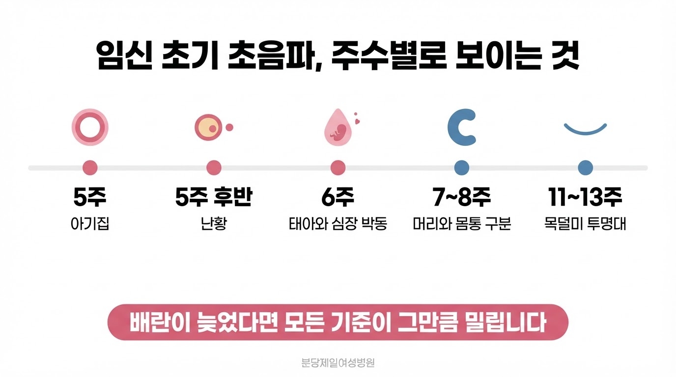임신 초기 초음파에서 5주 아기집, 5주 후반 난황, 6주 태아와 심장 박동, 7~8주 머리와 몸통 구분, 11~13주 목덜미 투명대를 가로 타임라인으로 이어 정리한 한글 인포그래픽